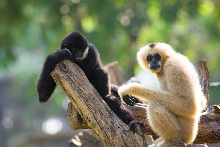 Riserva Naturale di Bokeo - Attrazione in Laos