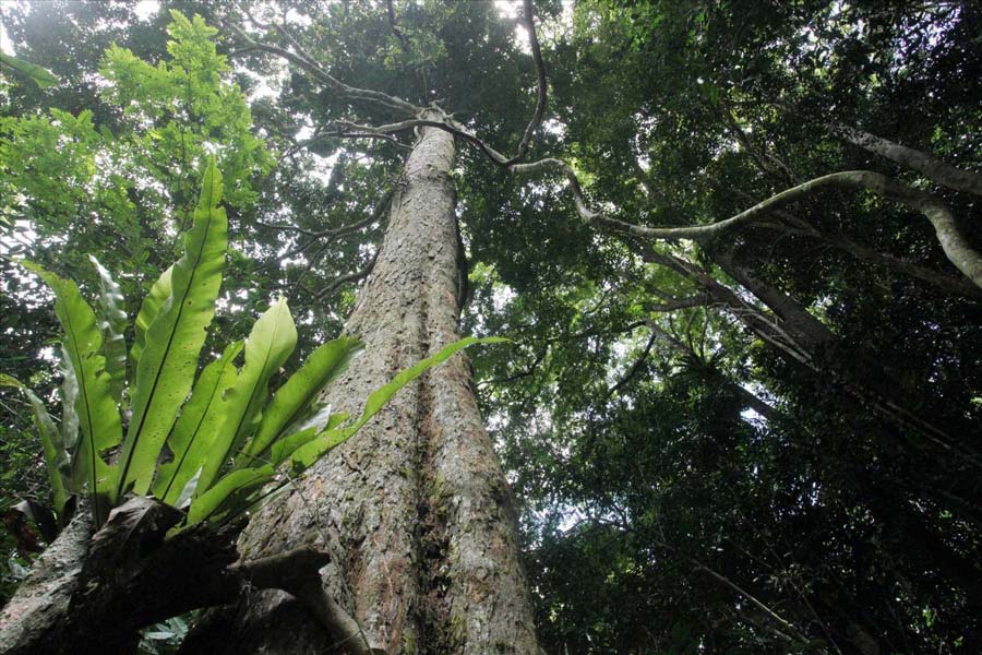 Foresta primaria di Pu Luong – Capitale della vasta fauna e flora.