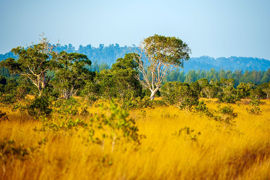 Koh Phra Thong dà la sensazione di una vasta savana