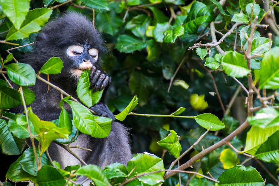 L'abbondante fauna selvatica del parco