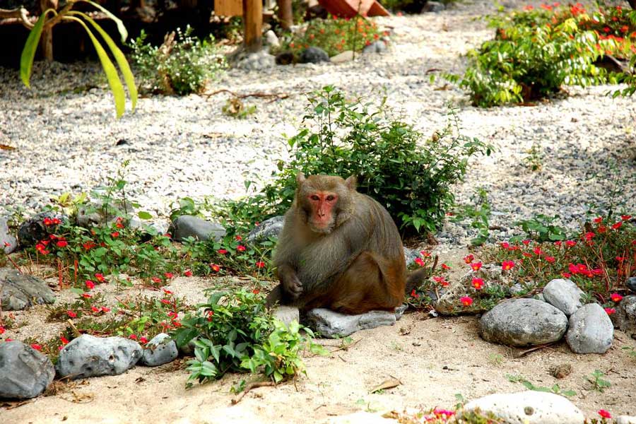 Scimmie di Cat Ba a Hai Phong
