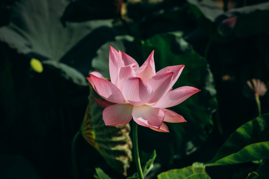 La stagione della fioritura dei fiori di loto a Ninh Binh