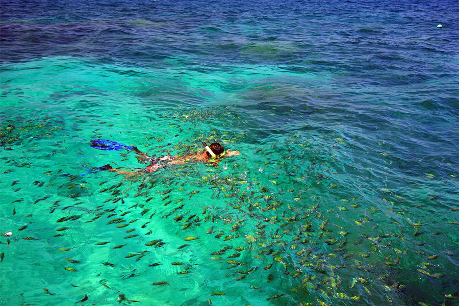 Snorkeling per osservare le creature marine