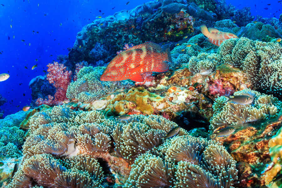 Fare snorkeling ad Ao Nang