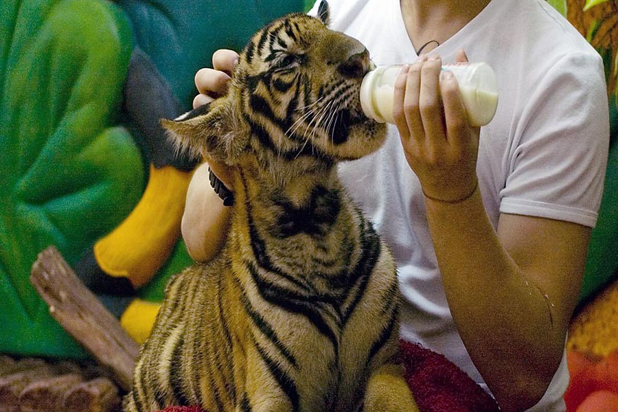 Zoo delle tigri di Sriracha, Pattaya