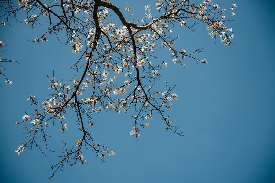 La stagione dei Fiori a Da Lat