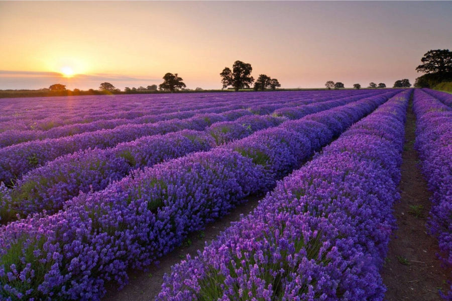 La Stagione dei Fiori Viola a Da Lat a Luglio