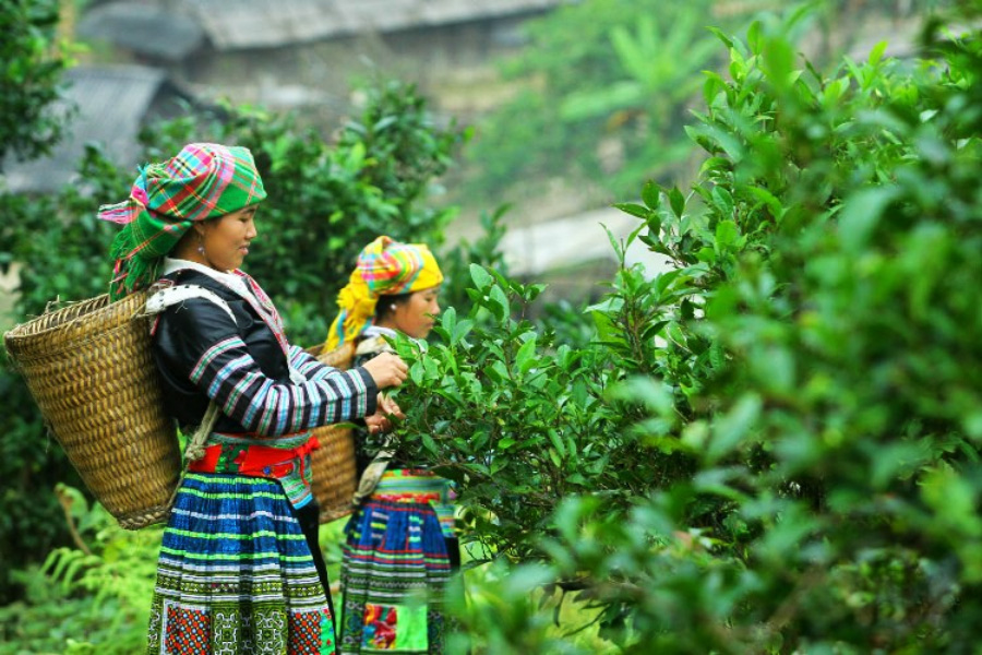Le persone raccolgono germogli di tè verde a Suoi Giang
