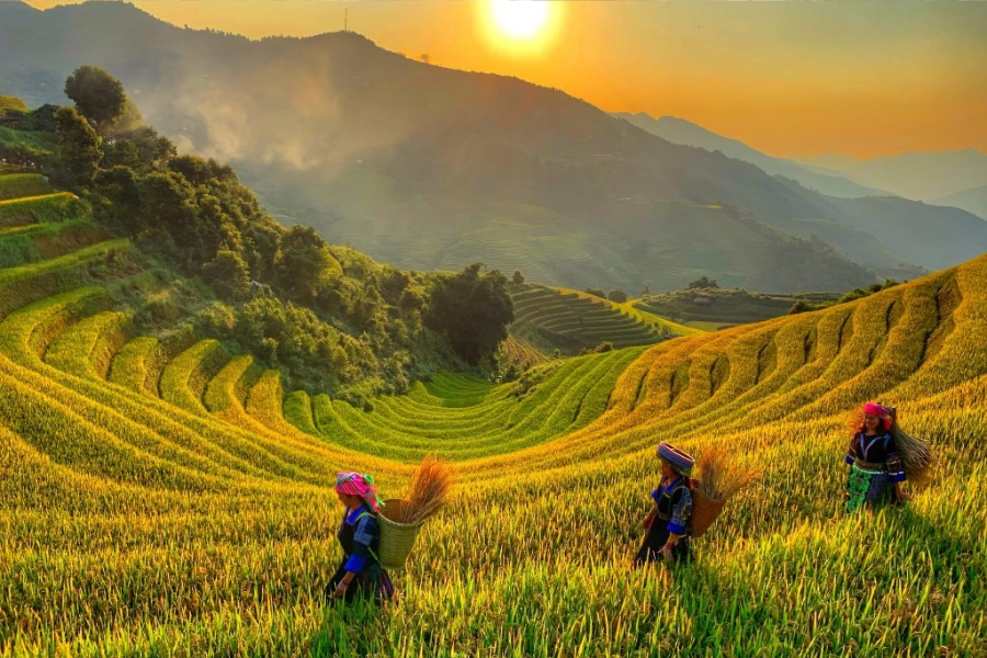 Valle di Tu Le - Attrazione in Yen Bai