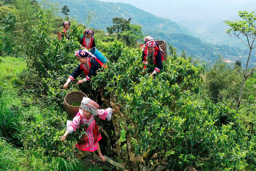 Le persone di etnia Dao gono il tè di Shan Tuyet a Vi Xuyen