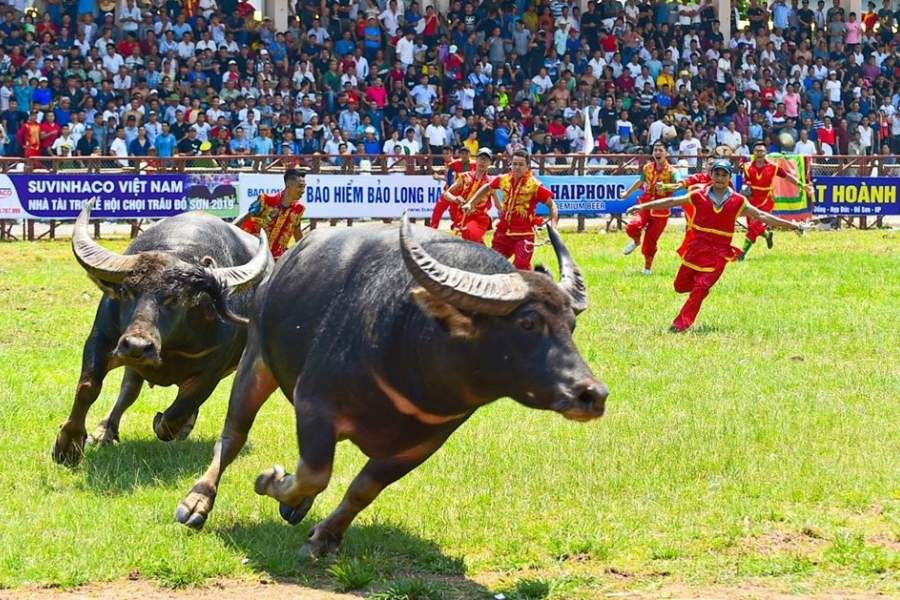 viaggio lento in vietnam la festa delle corse dei bufali di haiphong