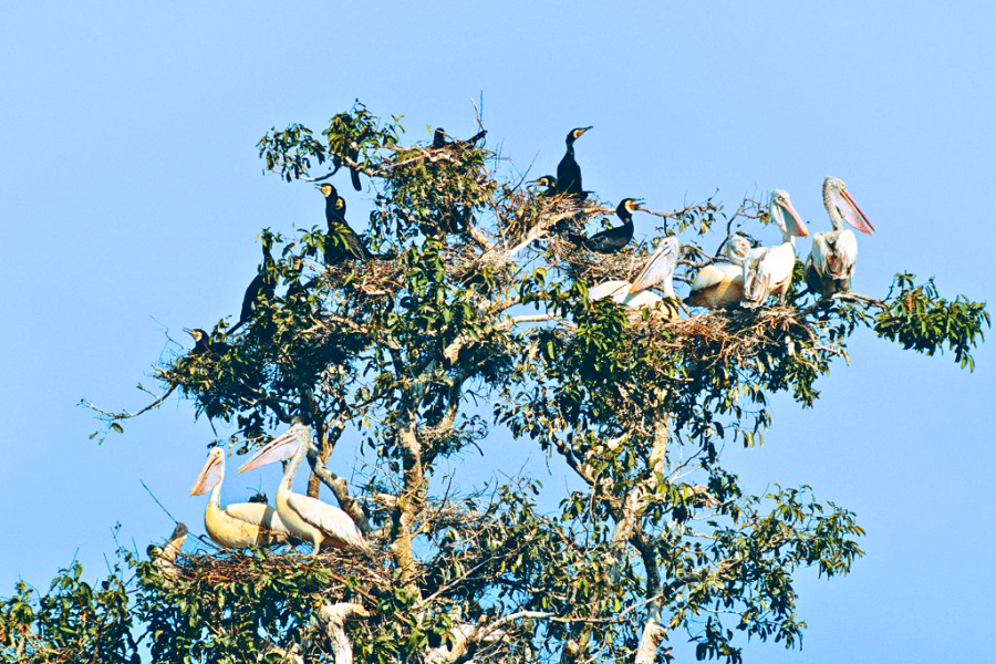 Un Viaggio Verde: 5 Idee per Tour Sostenibili in Cambogia
