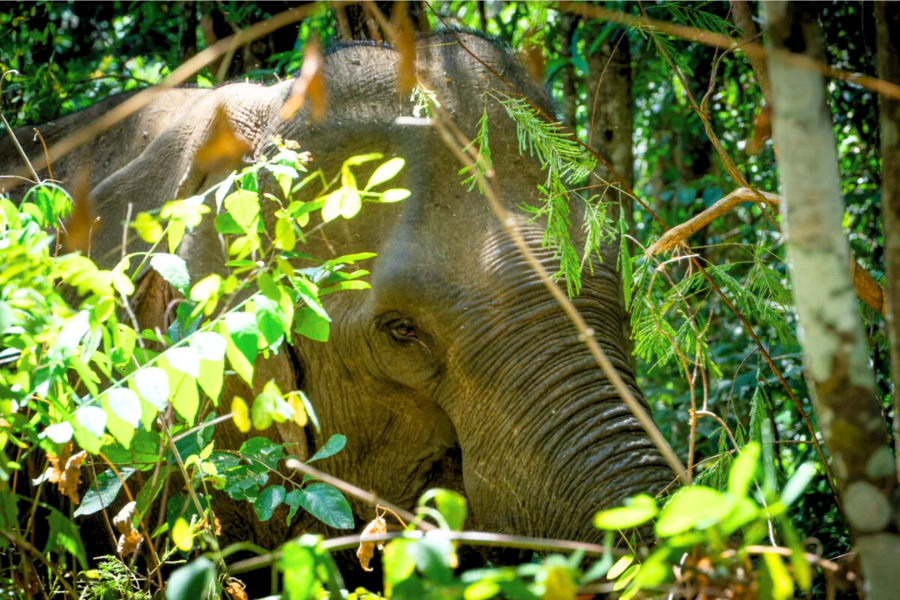 Un Viaggio Verde: 5 Idee per Tour Sostenibili in Cambogia