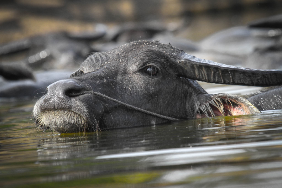 Villaggio di Cheung Kok - Attrazione in Kampong Cham