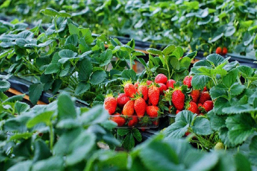 il giardino delle fragole Biofresh