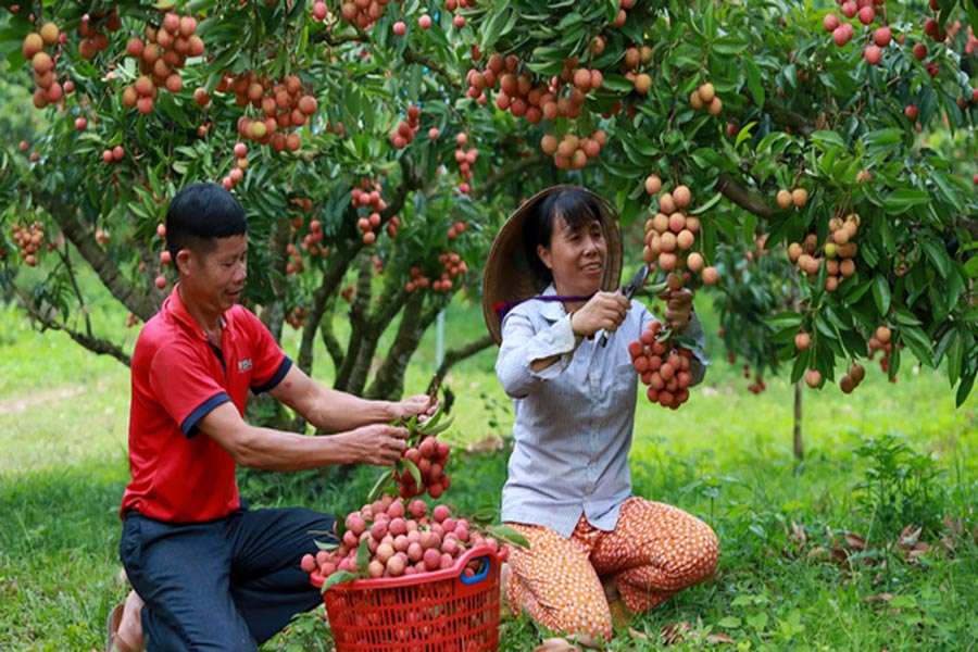 Il giardino di Litchi