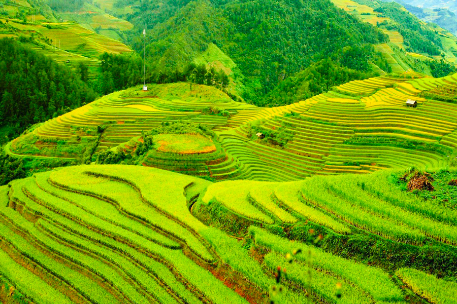 Le pìu belle risaie del Vietnam