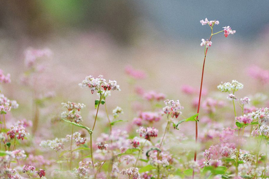 Colore rosa brillante dei fiori di grano saraceno a Yen Minh