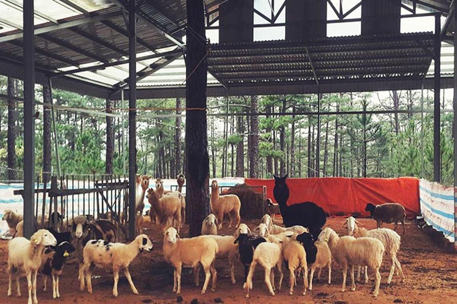 Zoo Doo a Da Lat