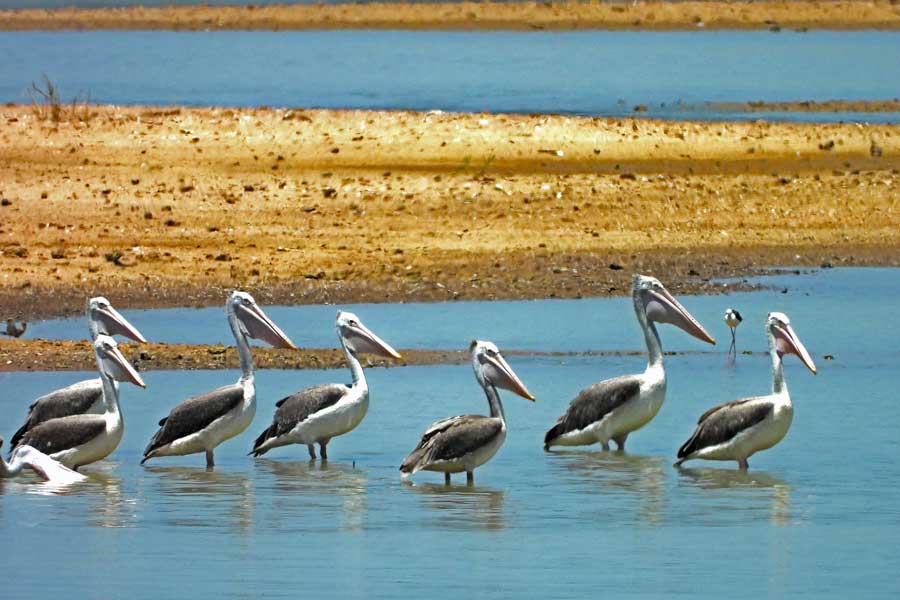 Paradiso per gli appassionati di birdwatching