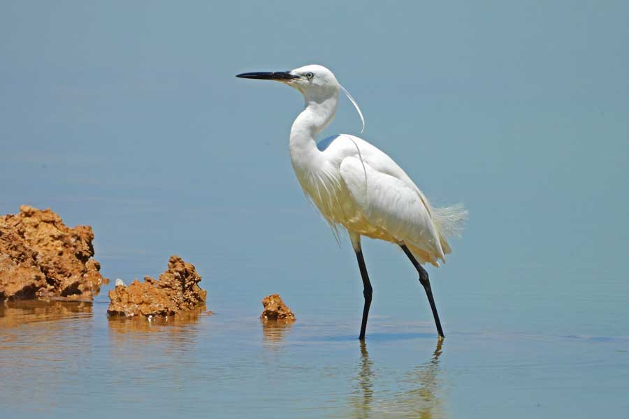 Osserva gli uccelli in natura