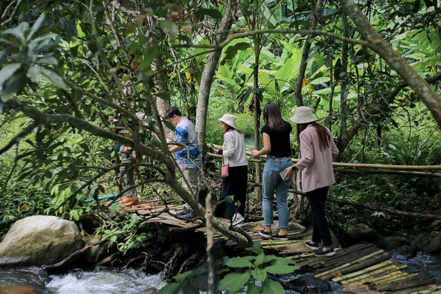 Visita i giardini del caffè a Chiang Mai