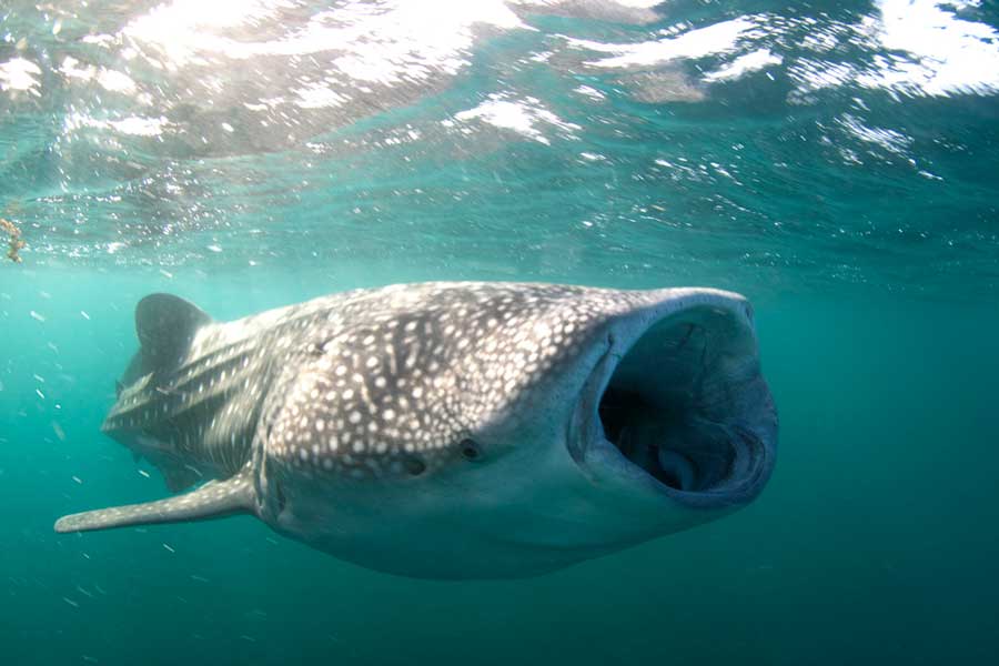 Squali balena a Chumphon