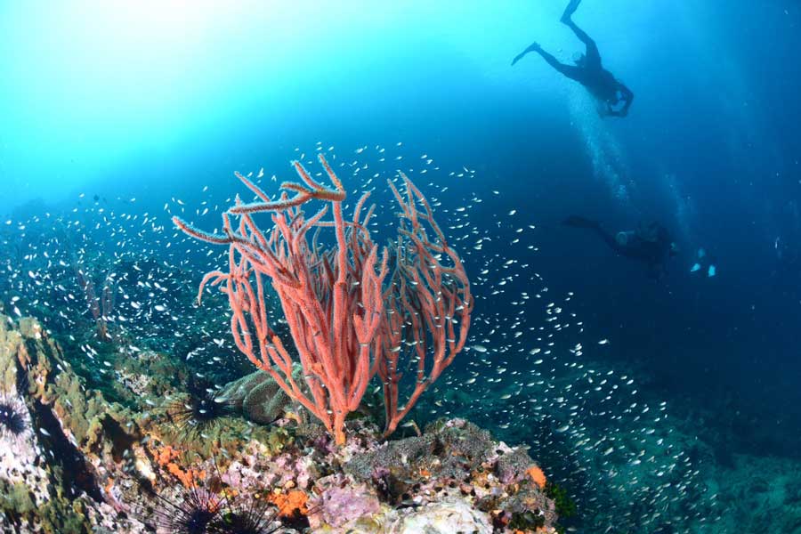 Chumphon pinnacle