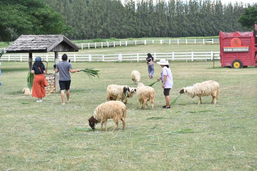 Farm Chok Chai