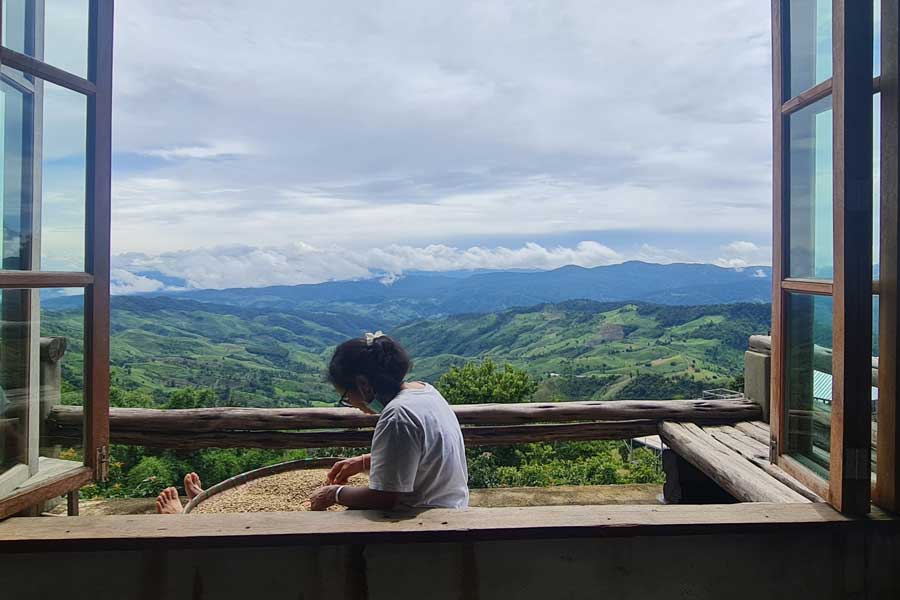 Doi Chiang - Un famoso luogo di produzione del caffè