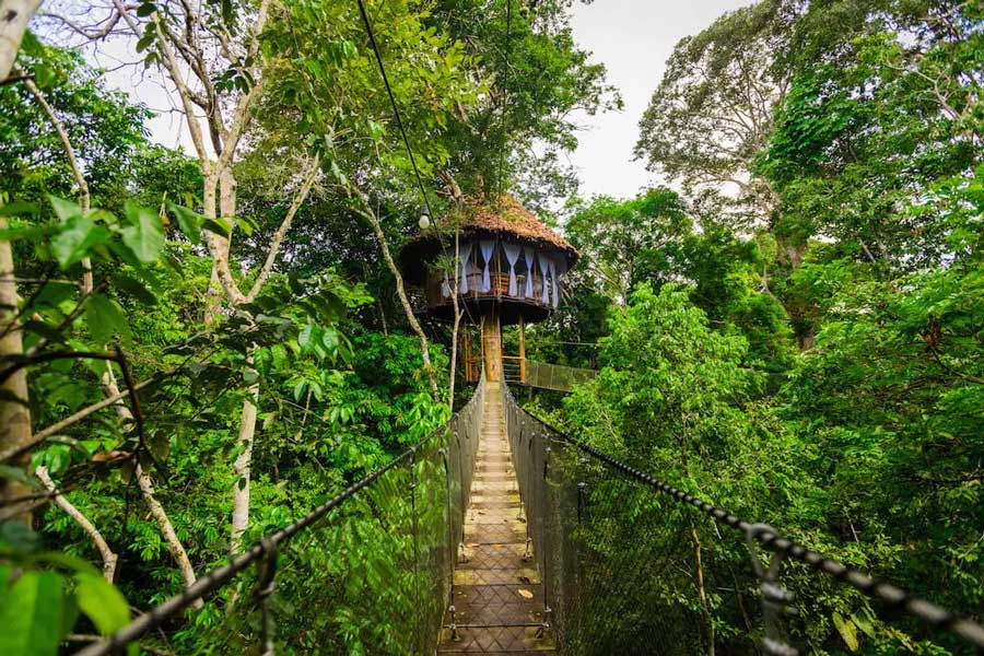 Gioca alla zipline attraverso la foresta verde
