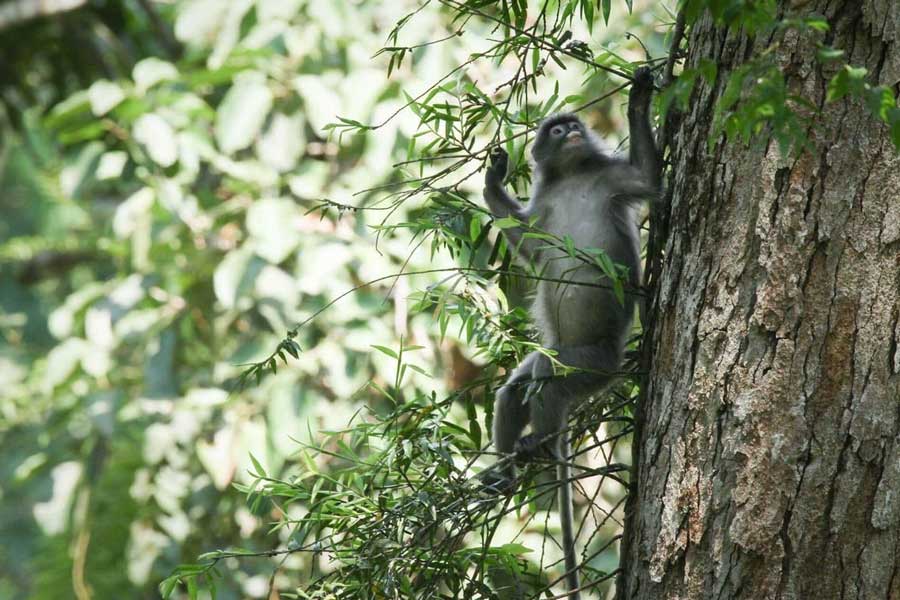 Langur grigio dell'Indocina