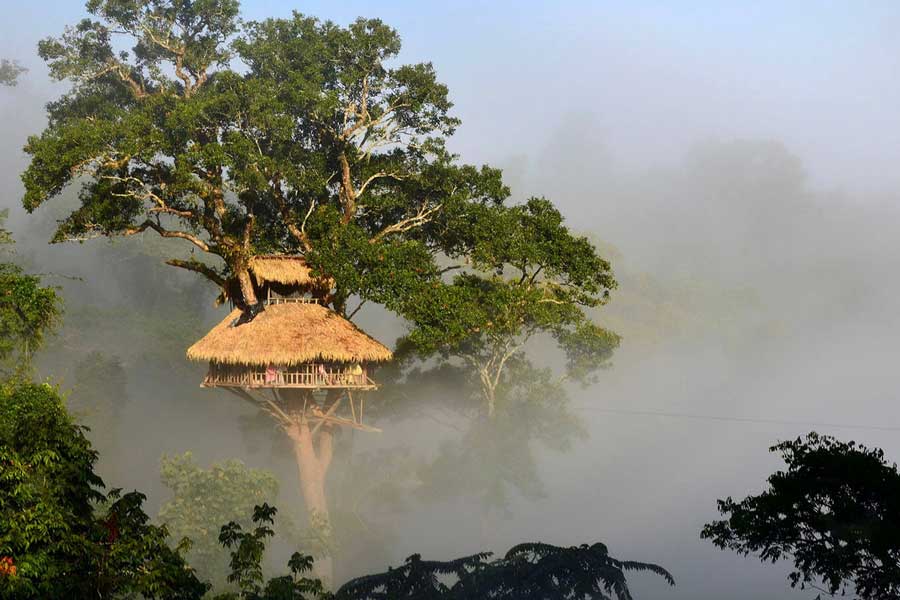 Dormire nella nebbia mattutina in mezzo alla foresta
