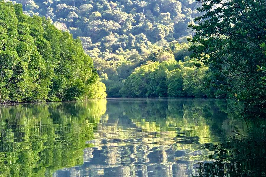 La foresta tropicale lussureggiante
