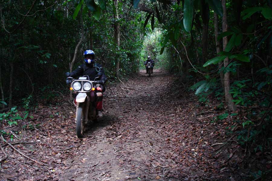 Attraverso le verdi foreste