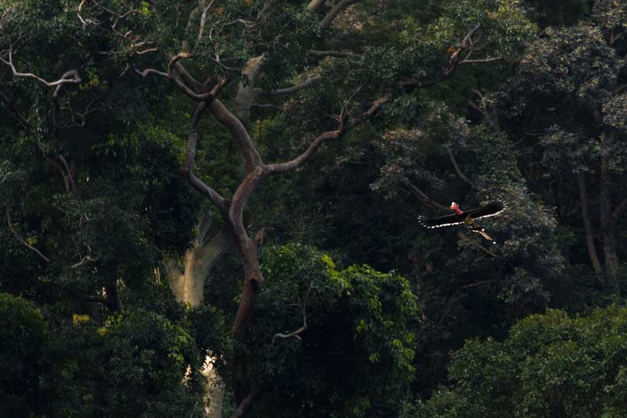 Le foreste lussureggianti di Narathiwat