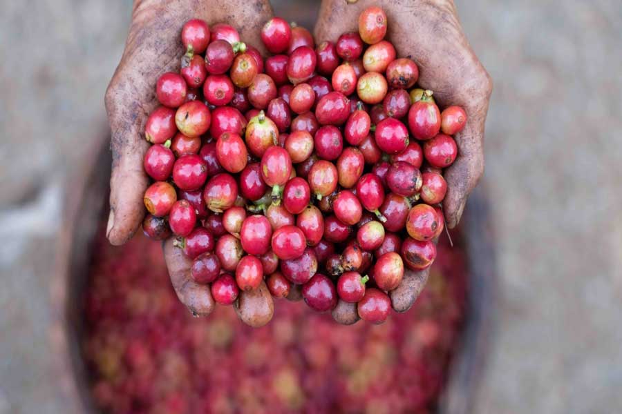 Esperienza nella raccolta dei chicchi di caffè