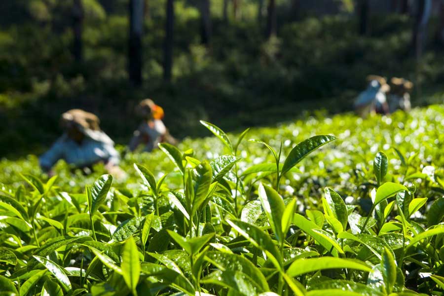Giardino di foglie di tè verde