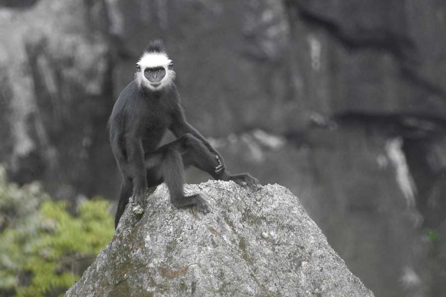 Avvistare gli animali selvatici