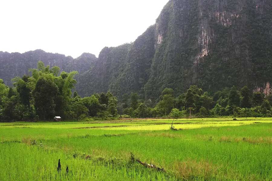 Campi di riso verdi a Phou Hin Poun