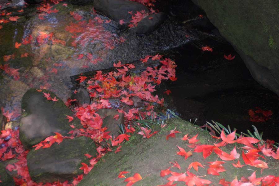 Stagione delle foglie d'acero rosso brillante a Phu Kradueng