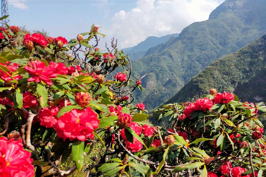 Flora e fauna uniche e abbondanti a Phu Kradueng