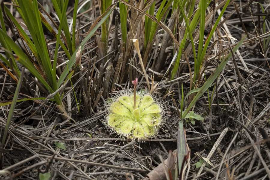 Drosera burmannii