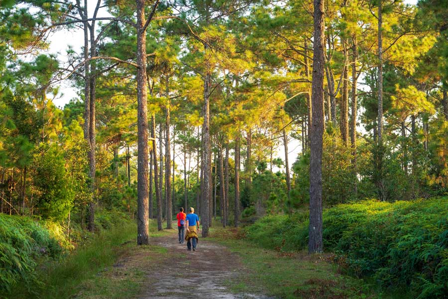 Fare un passeggiata attraverso il bosco 