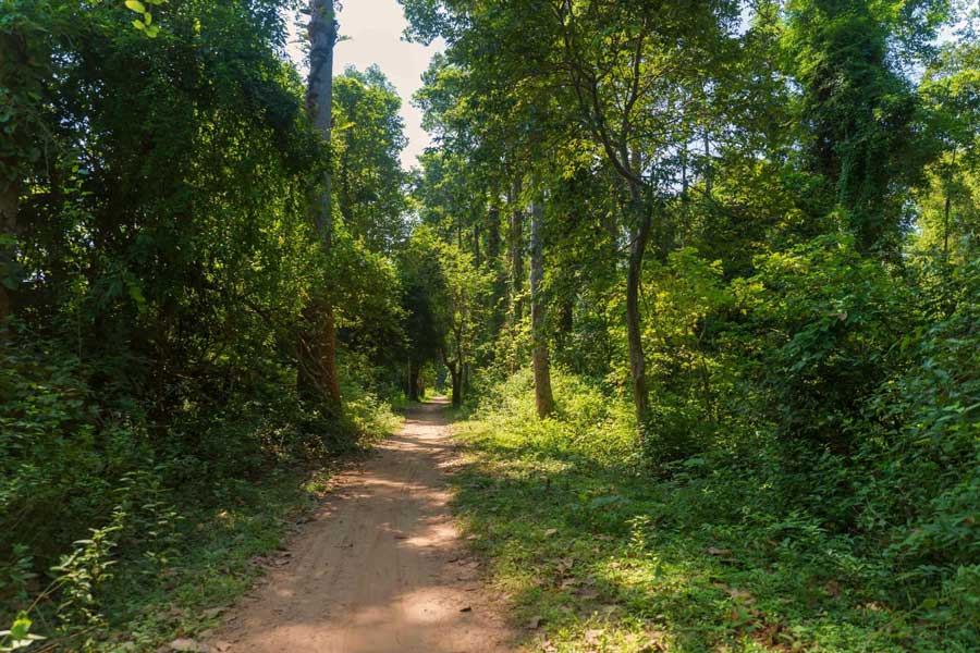 Passeggia tra la natura tranquilla