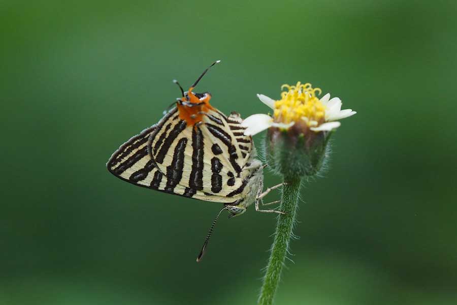 Esplorare flora e fauna locali