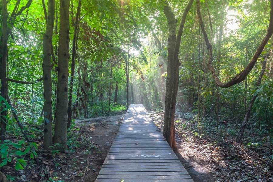 Ammirare l'atmosfera fesca e la foresta tranquilla