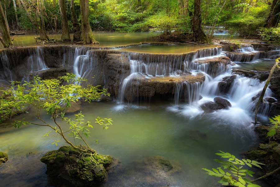 Campeggia nella foresta
