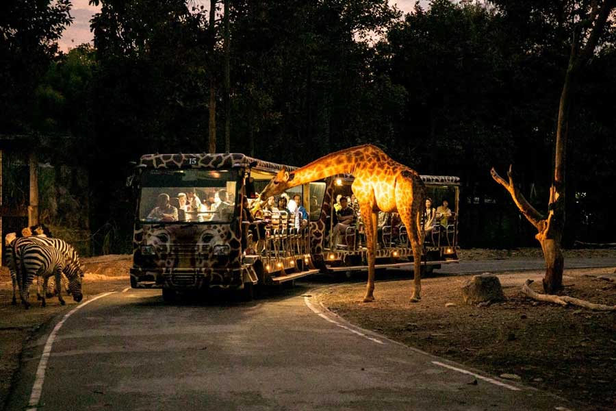 Safari notturno a Chiang Mai
