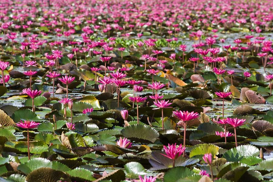 Ammira la bellezza dei fiori di loto